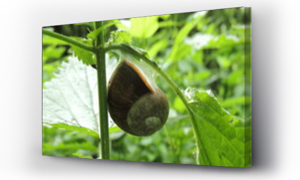 Wizualizacja Obrazu : #511704666 ?limaki w opuszczonym sadzie