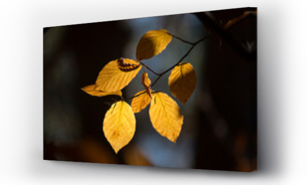 drzewo, jesienne, Liście