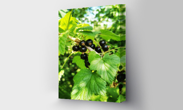 Wizualizacja Obrazu : #512580843 Czarna porzeczka