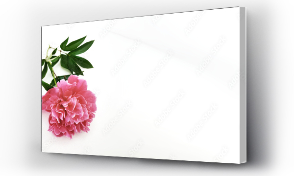 kwiat, Kwiaty, Piwonie, różowe