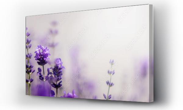 kwiat, Kwiaty, Pola lawendy