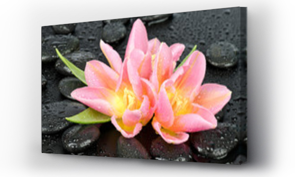 Tulipany na kamieniach do spa