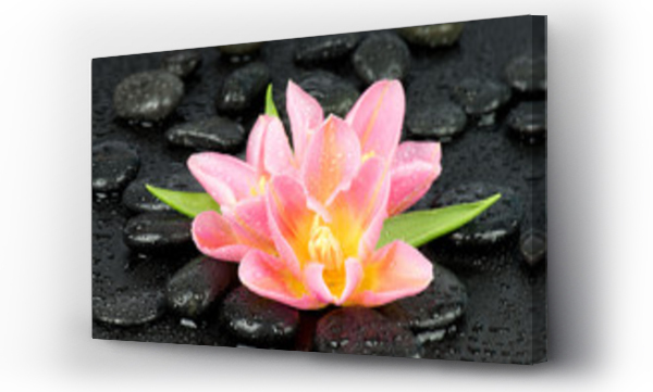 Wizualizacja Obrazu : #51328443 Tulipany na kamieniach do spa