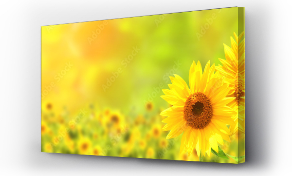 Wizualizacja Obrazu : #513452362 Sunflower on blurred sunny nature background. Horizontal agriculture summer banner with sunflowers field