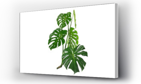 Wizualizacja Obrazu : #513760405 Dark green leaves of monstera or split leaf philodendron (Monstera deliciosa) tropical foliage plant growing in forest isolated on a white background, Monstera Deliciosa plant leaves. web designs.
