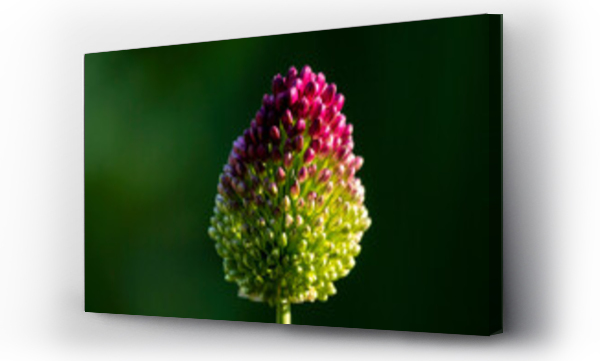 Kwiaty, różowe, różowe kwiaty