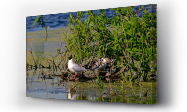 Wizualizacja Obrazu : #514816067 mewa, rybitwa, woda, zwierz?ta, ptaki, jezioro, lato