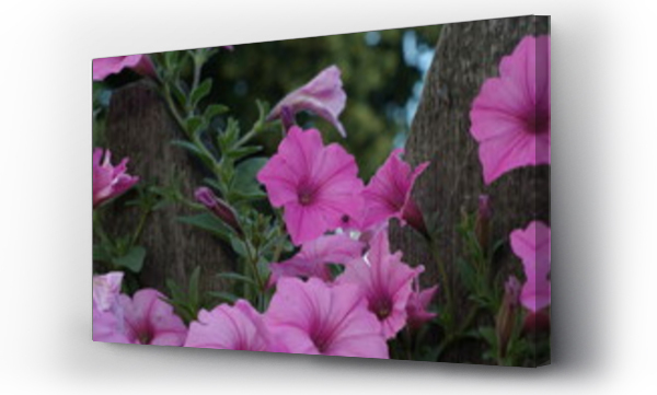 Wizualizacja Obrazu : #515250525 Letnie kwiaty