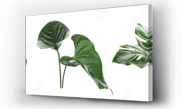 monstera