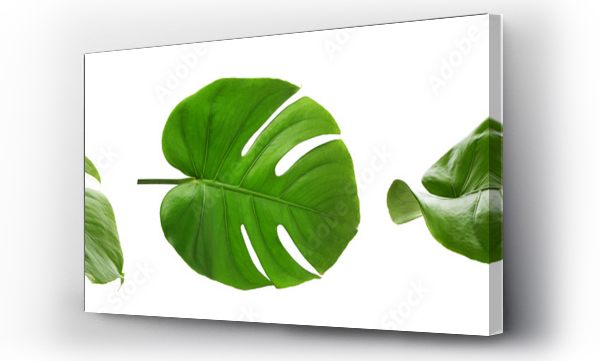 Wizualizacja Obrazu : #515802454 Set of green tropical monstera leaves on white background