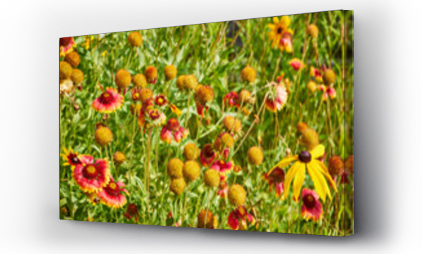 Wizualizacja Obrazu : #516015464 gailardia o?cista, Gaillardia aristata, kwiaty 