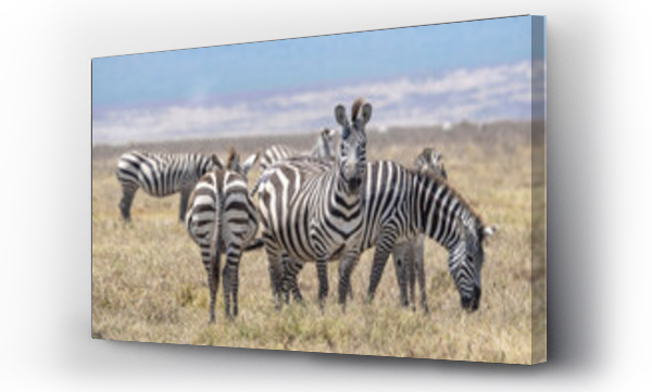 zwierzęta, Zwierzęta dzikie