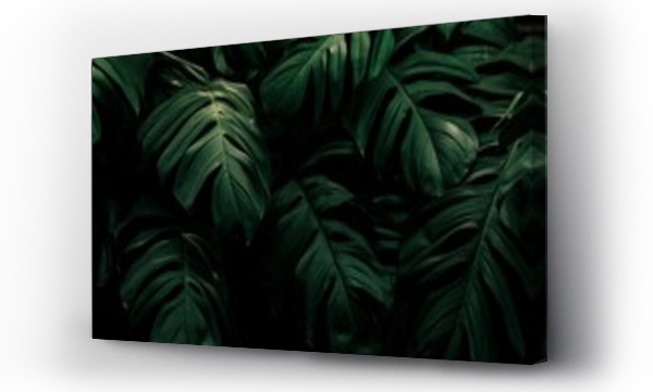 Wizualizacja Obrazu : #516340840 Closeup shot of monstera deliciosa leaves textured background
