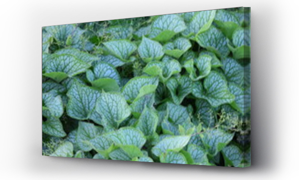 Wizualizacja Obrazu : #516915859 Pi?kne, zielone li?cie brunnery wielkolistnej (Brunnera macrophylla)