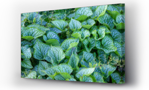 Wizualizacja Obrazu : #516915860 Pi?kne, zielone li?cie brunnery wielkolistnej (Brunnera macrophylla)