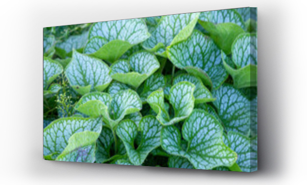 Wizualizacja Obrazu : #516915862 Pi?kne, zielone li?cie brunnery wielkolistnej (Brunnera macrophylla)