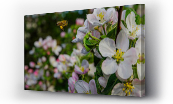 Wizualizacja Obrazu : #517333123 Pszczo?a i kwiaty