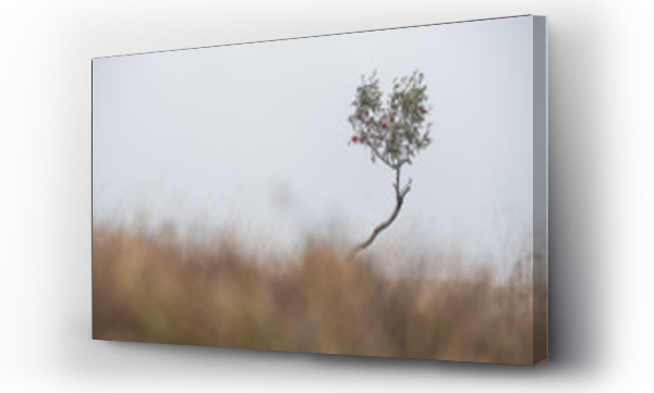 Wizualizacja Obrazu : #517472432 Samotne jesienne drzewko