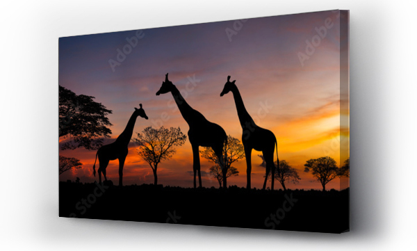 Wizualizacja Obrazu : #517731821 Panorama silhouette  Giraffe family and tree in africa with sunset.Tree silhouetted against a setting sun.Typical african sunset with acacia trees in Masai Mara, Kenya