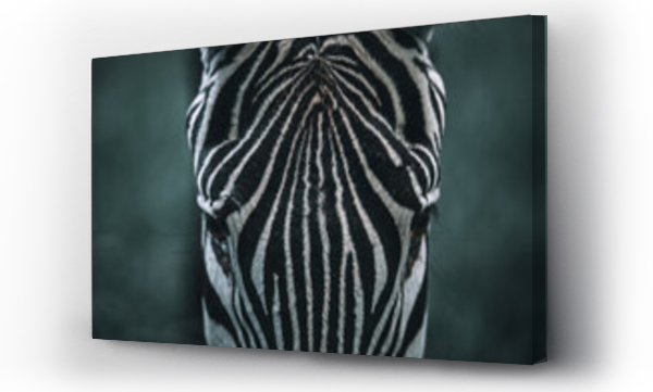Wizualizacja Obrazu : #518153435 Zebra close-up