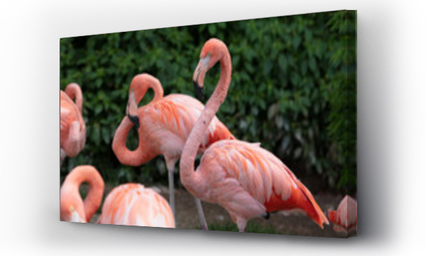 Wizualizacja Obrazu : #518182404 Flamingi w Zoo Ostrava