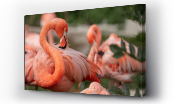 Wizualizacja Obrazu : #518182525 Flamingi w Zoo Ostrava