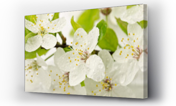 Kwiaty dzikiej ?liwy