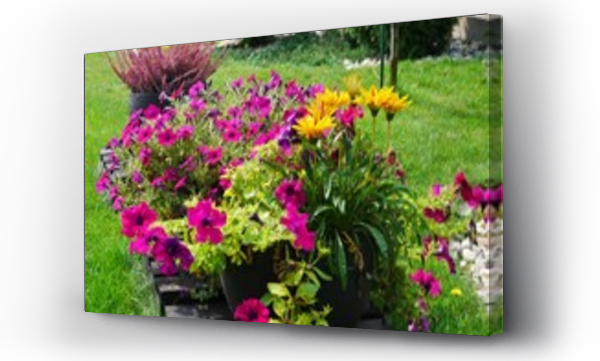 Kolorowe kwiaty, Kwiaty