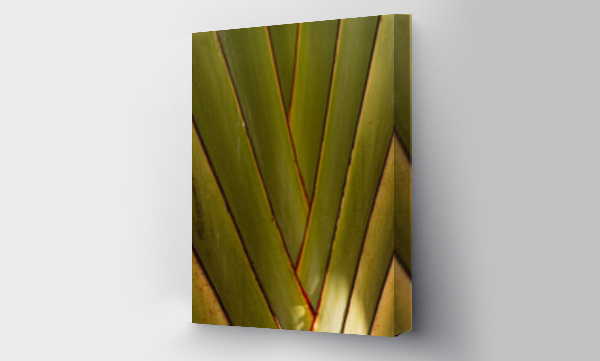Wizualizacja Obrazu : #518877419 Ciemno zielone naturalne t?o, tropikalne li?cie palm. estetyczna botaniczna tekstura.