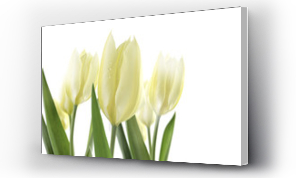 Wizualizacja Obrazu : #51914447 tulipany