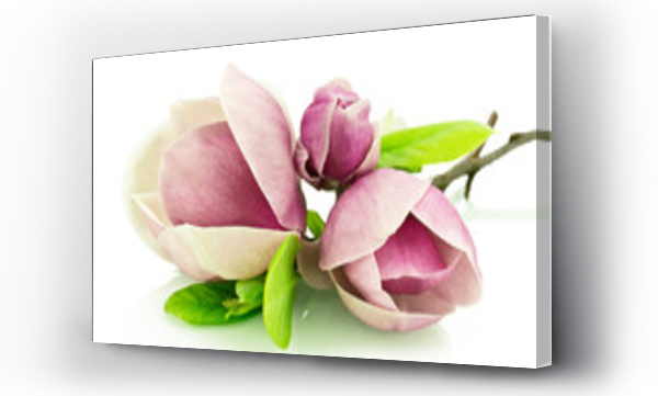 Magnolie na bia?ym tle