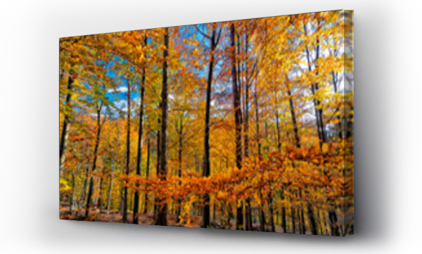 Liście, zlota polska jesien