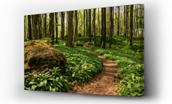 Wizualizacja Obrazu : #520384285 Idyllic spring forest scene with a hiking path amidst loads of wild garlic (Allium ursinum), lined with trees and moss-covered rocks, Saubrink/Oberberg nature reserve, Ith, Ith-Hils-Weg, Germany