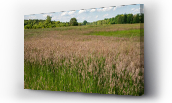 Wizualizacja Obrazu : #520426518 ??ki, pola, letnie ??ki, ??ki i lasy, Kwitn?ce trawy, zielone ??ki, s?oneczny dzie? na wsi 