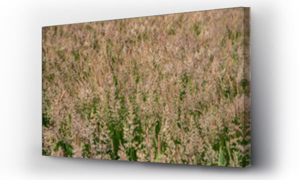 Wizualizacja Obrazu : #520426519 ??ki, pola, letnie ??ki, ??ki i lasy, Kwitn?ce trawy, zielone ??ki, s?oneczny dzie? na wsi 