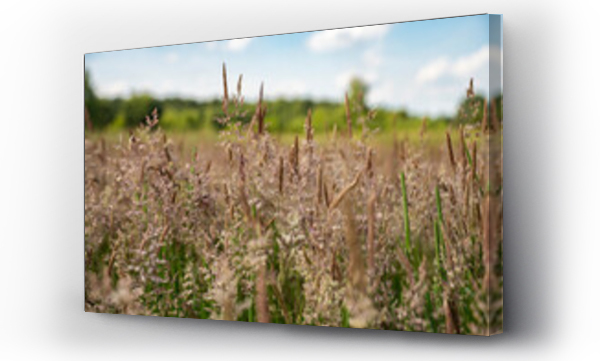 Wizualizacja Obrazu : #520426539 ??ki, pola, letnie ??ki, ??ki i lasy, Kwitn?ce trawy, zielone ??ki, s?oneczny dzie? na wsi 
