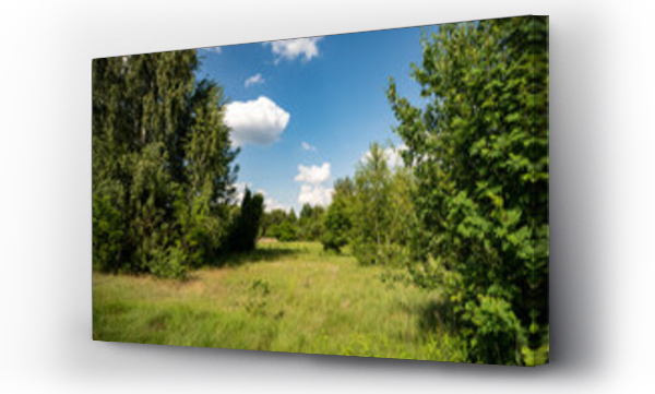 Wizualizacja Obrazu : #520426565 ??ki, pola, letnie ??ki, ??ki i lasy, Kwitn?ce trawy, zielone ??ki, s?oneczny dzie? na wsi 