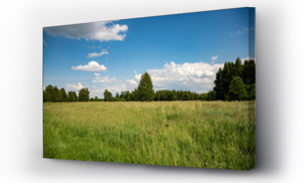 Wizualizacja Obrazu : #520426627 ??ki, pola, letnie ??ki, ??ki i lasy, Kwitn?ce trawy, zielone ??ki, s?oneczny dzie? na wsi 