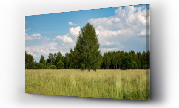 Wizualizacja Obrazu : #520426647 ??ki, pola, letnie ??ki, ??ki i lasy, Kwitn?ce trawy, zielone ??ki, s?oneczny dzie? na wsi 