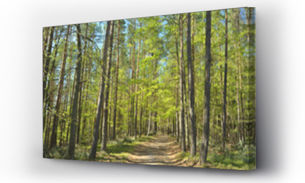 drzewo, drzewo liściaste, las, pejzaż