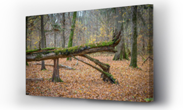 Wizualizacja Obrazu : #520526104 z?amane stare drzewo w Bia?owieskim Parku Narodowym, Polska