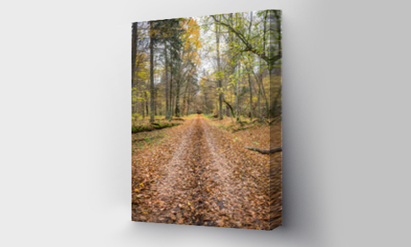 Wizualizacja Obrazu : #520527213 droga przez las zasypana spadaj?cymi jesiennymi li??mi 