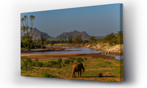 Wizualizacja Obrazu : #520598952 African elephant on the Ewaso Ngiro river flowing between Buffalo Springs National Reserve and Samburu National Park, Kenya