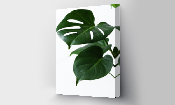 Wizualizacja Obrazu : #520716069 Beautiful monstera leaves or Swiss Cheese plant on a white background. Monstera in a modern interior. Minimalism concept. Copy space, selective focus