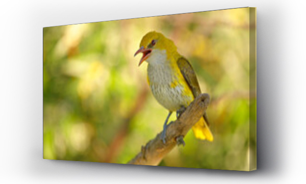 żółta, zwierzęta