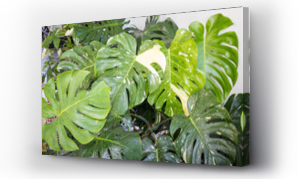 monstera