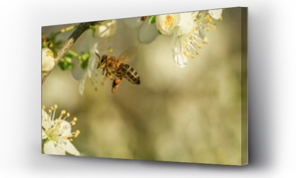 białe kwiaty, Kwiaty, Kwiaty białe