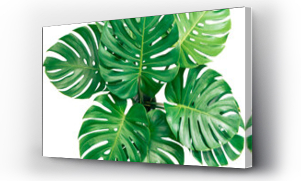 Wizualizacja Obrazu : #522610820 Bush Green Monstera leaf isolated transparency background.Tropical leaves object.