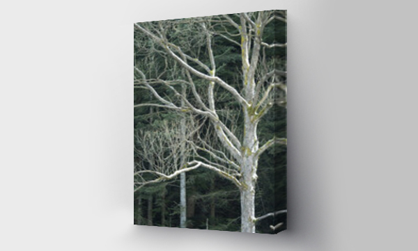 Wizualizacja Obrazu : #523046996 Drzewo na tle lasu