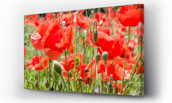 Kwiaty, Maki i chabry